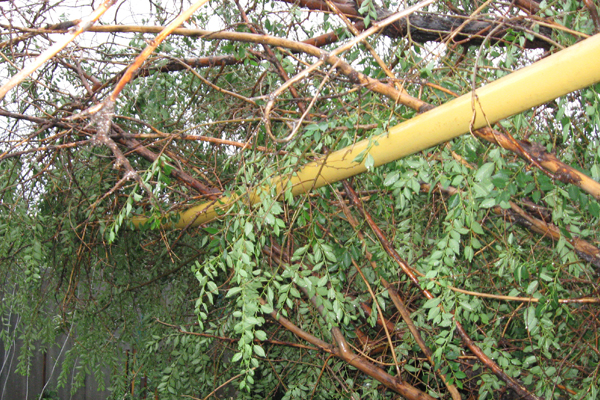 В результате ураганных ветров на Южном Урале упавшими деревьями повреждены несколько газопроводов