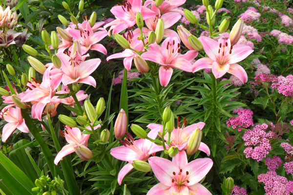 В ОАО «Челябинскгазком» подвели итоги конкурса на лучшее оформление территории газовых служб